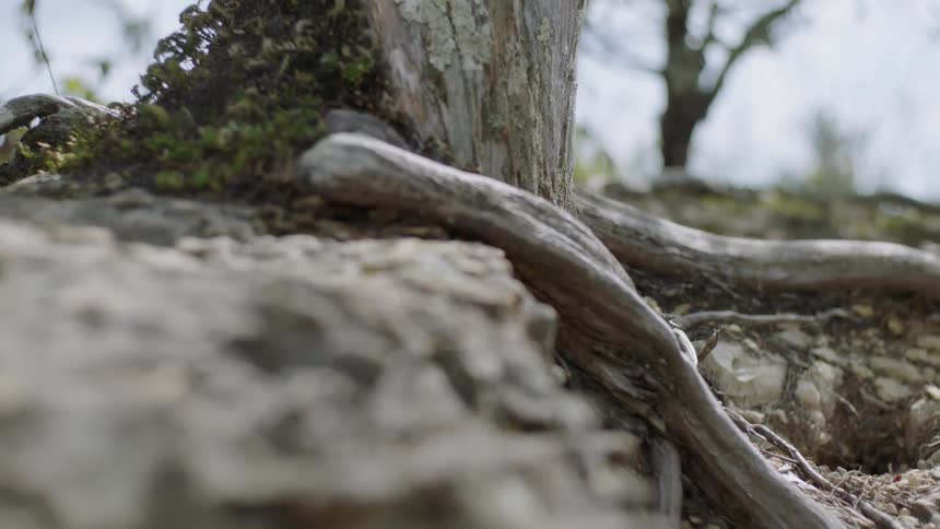 Roots of a tree are exposed
