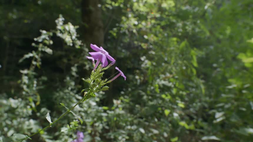 The purple flower grows towards the sun