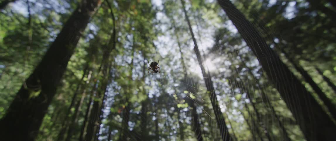 A spider crawls on its web in the forest