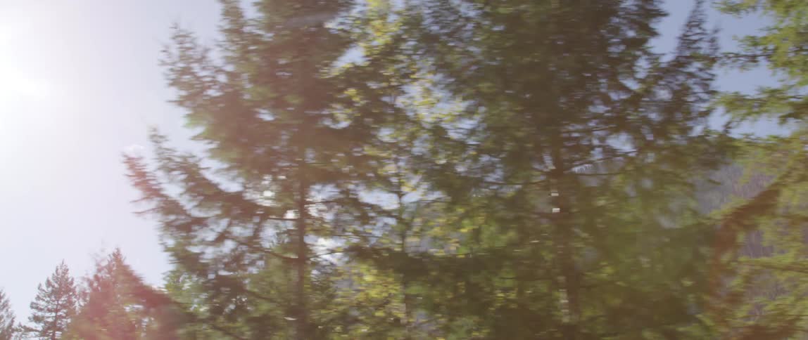 View of a forest in front of a large mountain in the distance