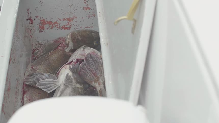 One of the caught fish in a cooler twitches and flaps its tail