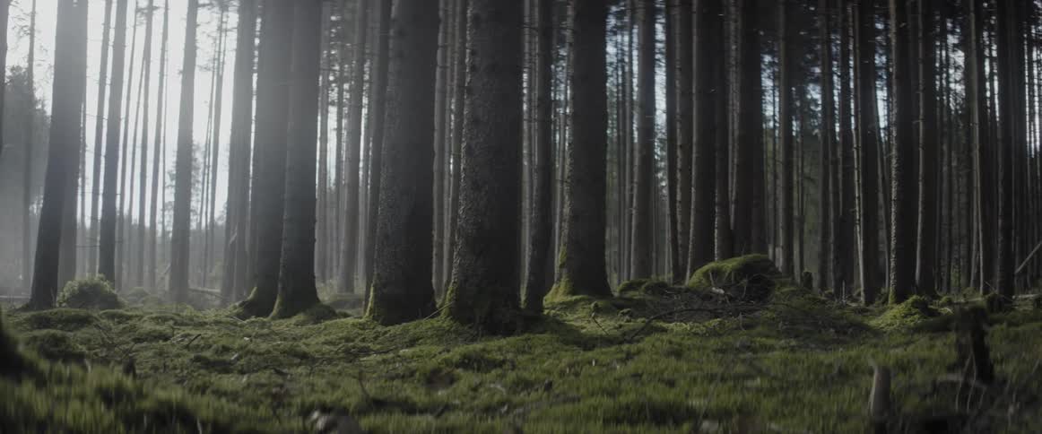 A man is walking through a moss covered forest with large trees