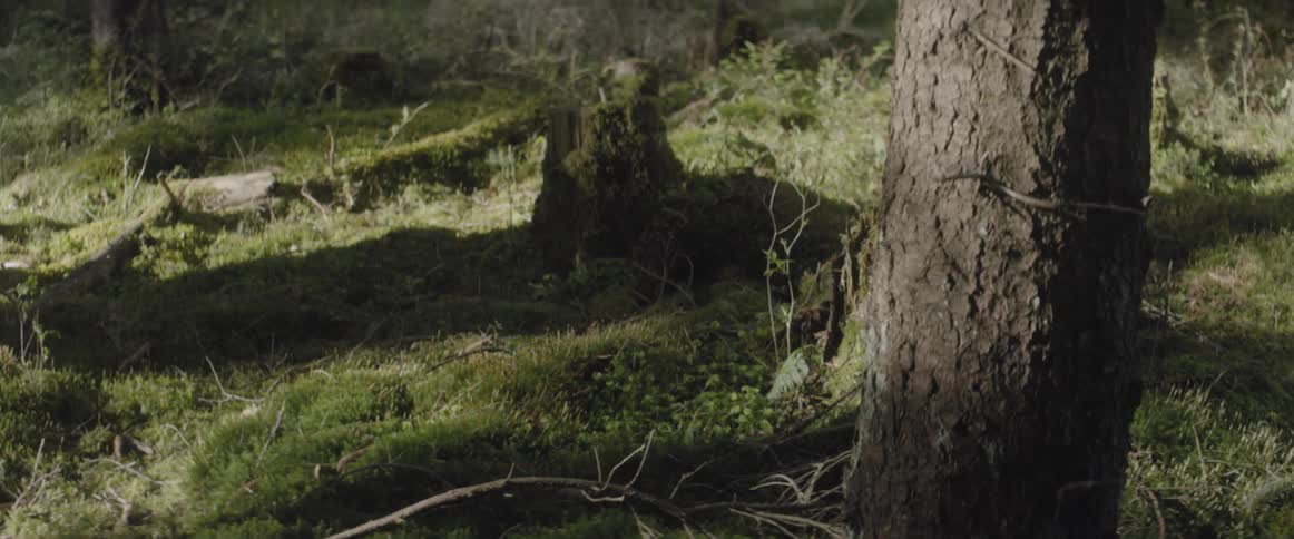 A man is walking through a moss covered forest