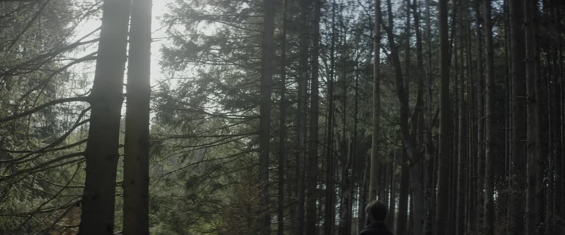 A man looks up at the trees then walks away
