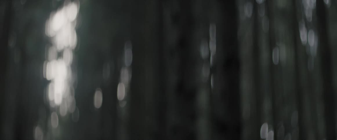 A blurry image of the dark woods