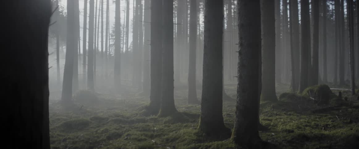Fog hovers in a forest