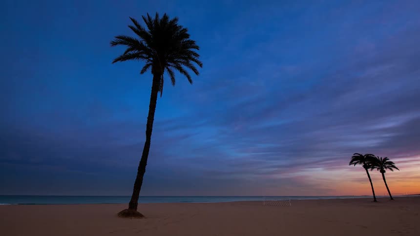 The wind blows a palm tree on the beach