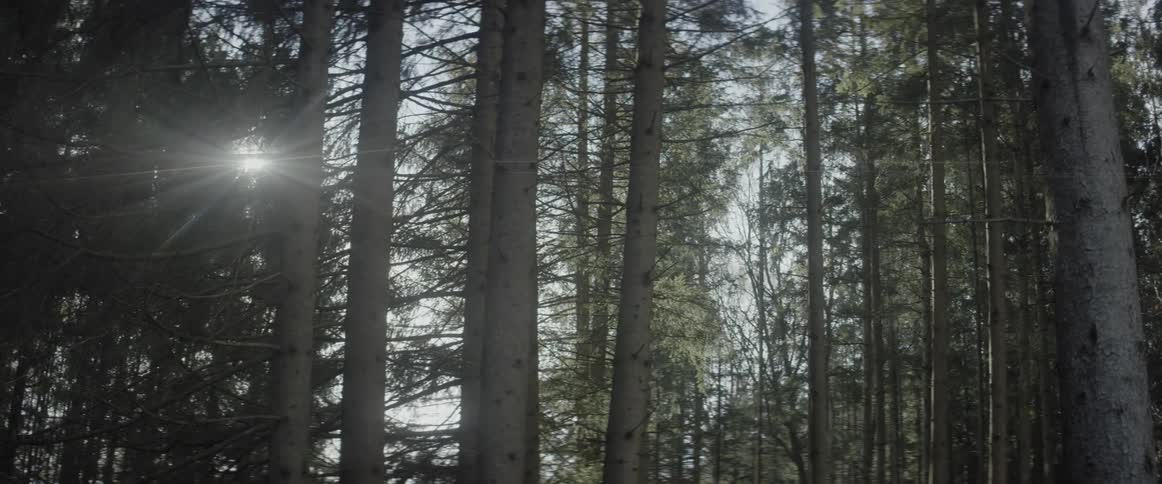 The sun is shining through the trees of the woods