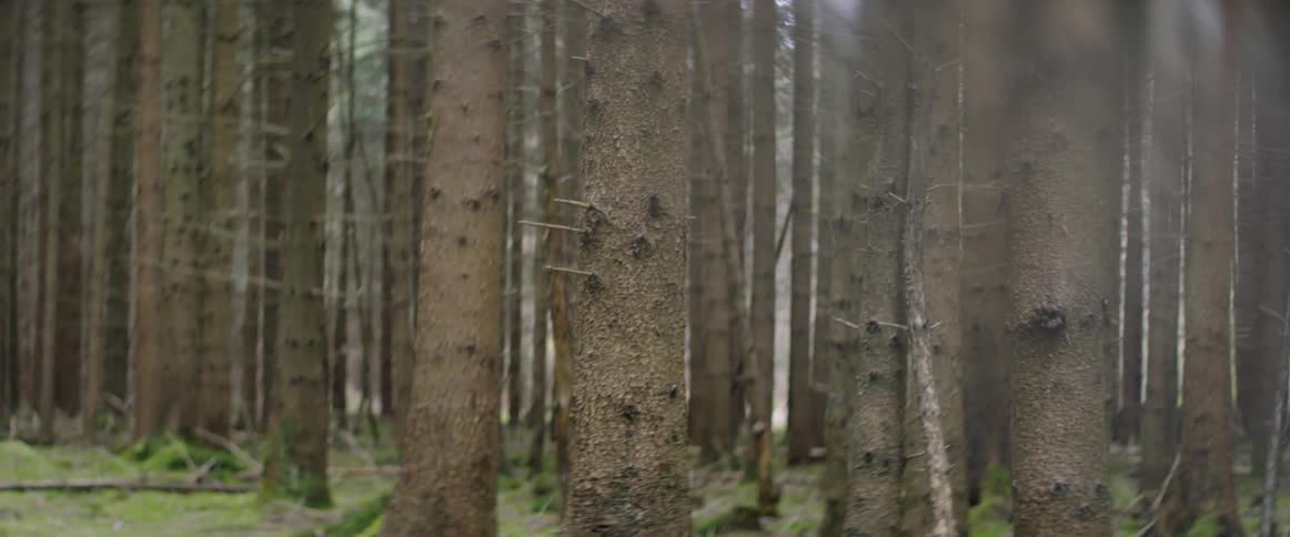 Trees stand in a forest at sunset