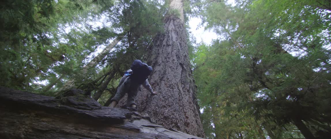 A person hiking in the woods