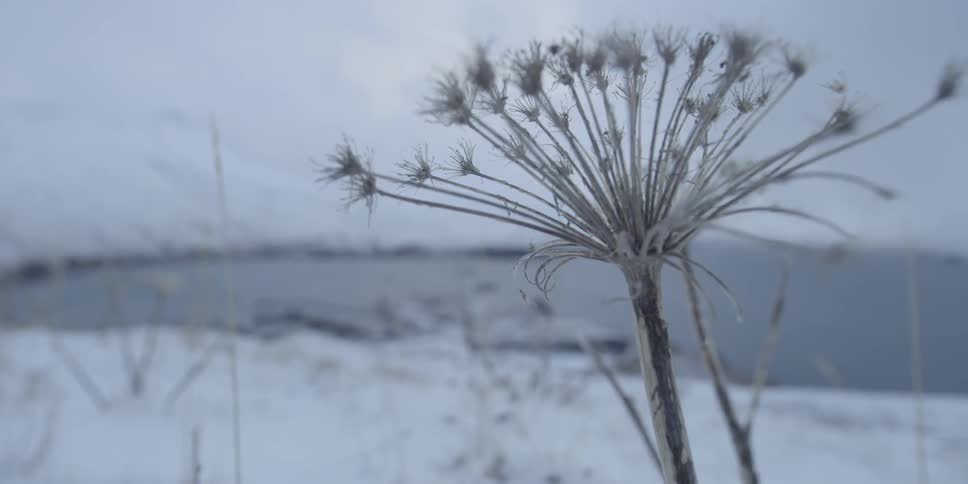 Wind blows through a plant in snowy mountains