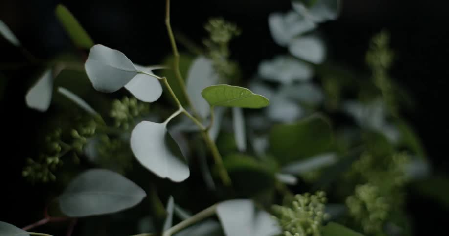 Blooming flowers are shown close up with the light going on and off