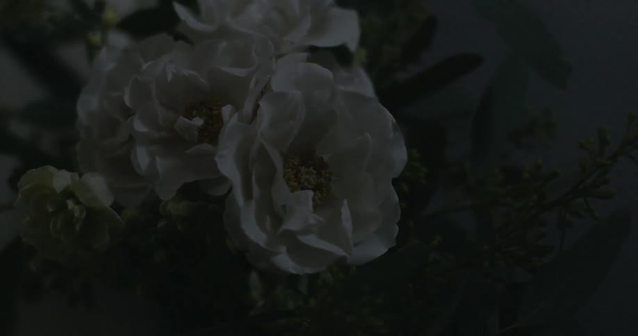 A light shines on roses and goes out