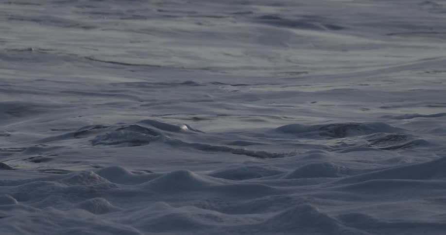 Water ripples and flows on an ocean