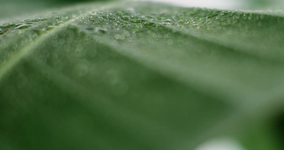 Close up of tiny droplets of water on a green leaf