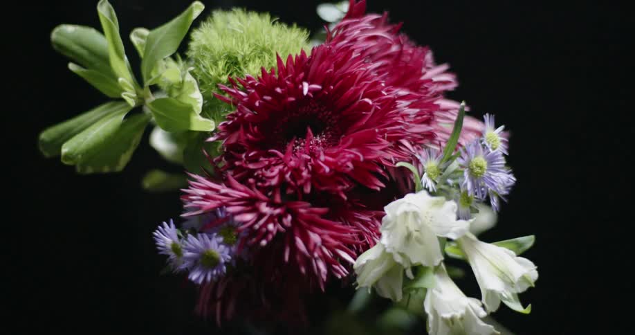Light shining on flowers