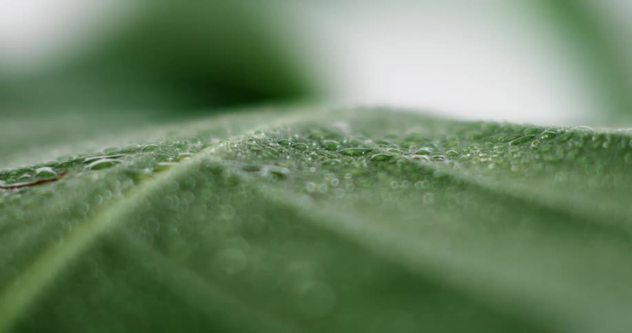 Tiny water droplets on a green leaf