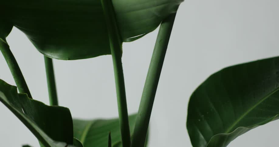 A green leaved plant spins