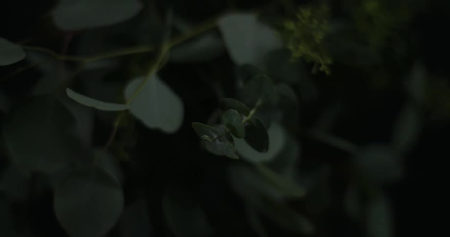 A light shines on a plant