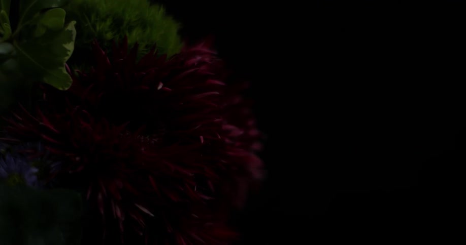 A light shines on flowers