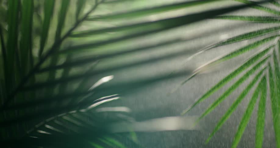 Rain falls in a jungle