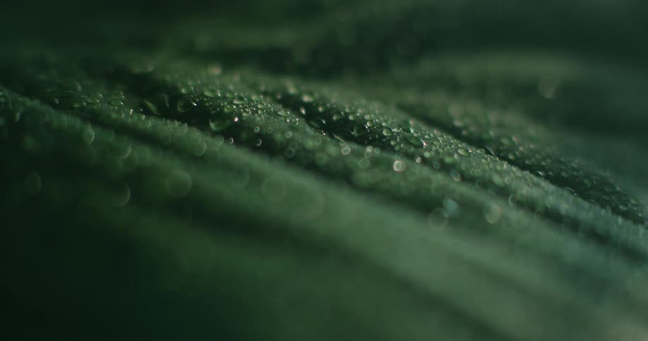 Water droplets cover a green leaf