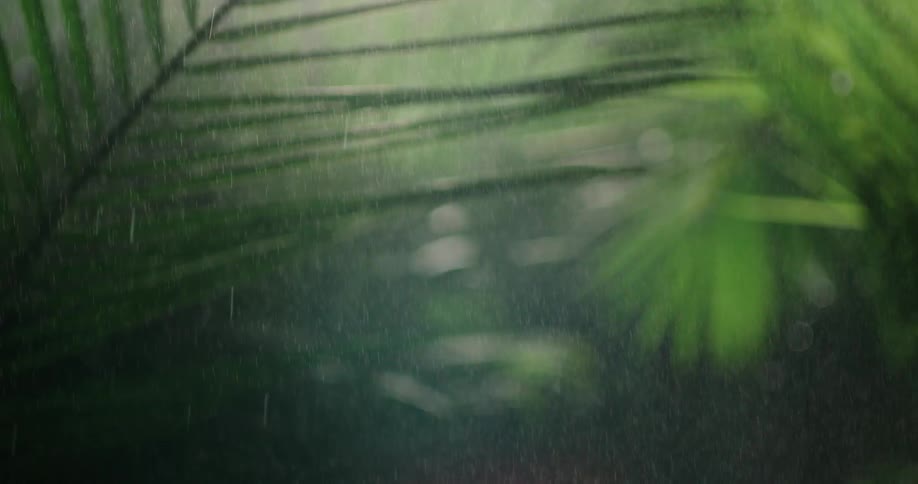 Rain falls on tropical plant leaves