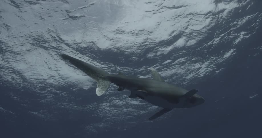 Shark swimming in ocean with other fish swimming nearby