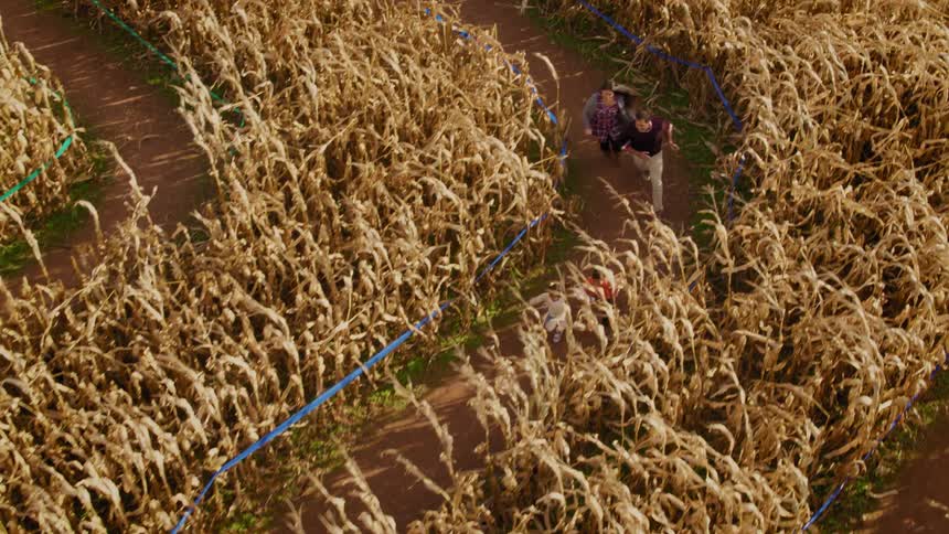 A family walks through a corn maze