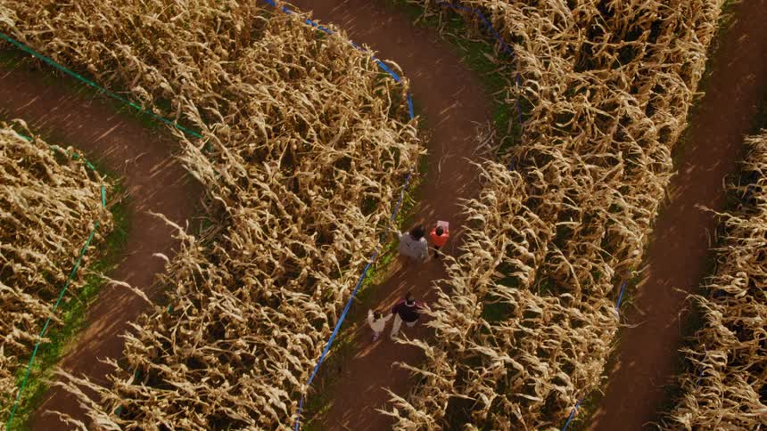 A family walks through a corn maze