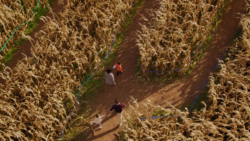 A family walks through a corn maze