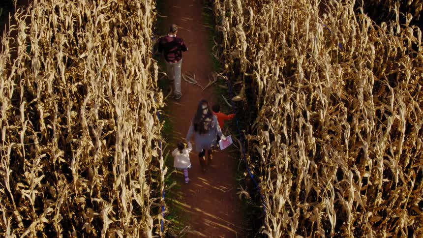 A family walks through a corn maze