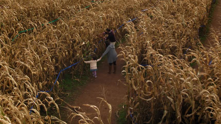 A family walks through a corn maze