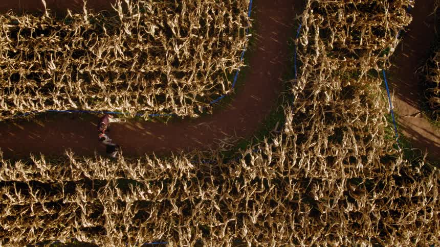 A family walks through a corn maze