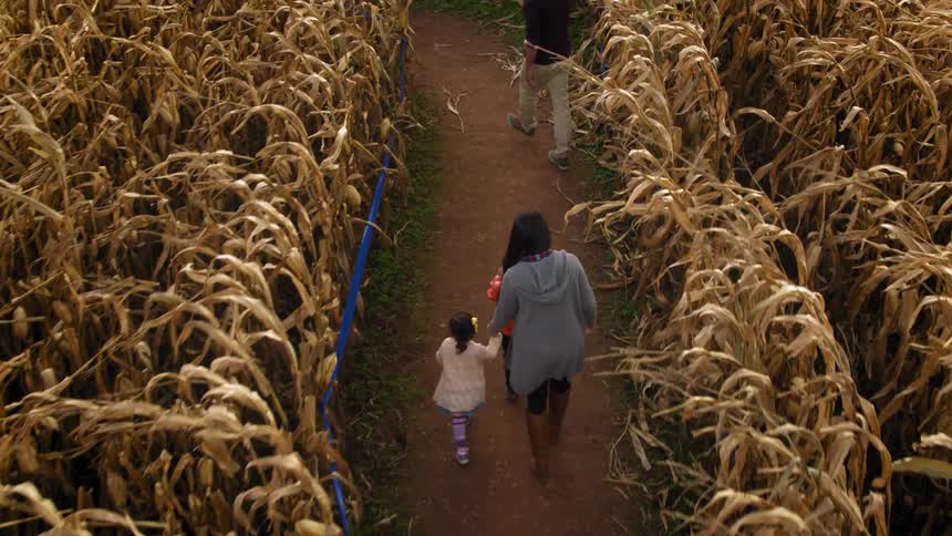 A family is walking through a corn maze