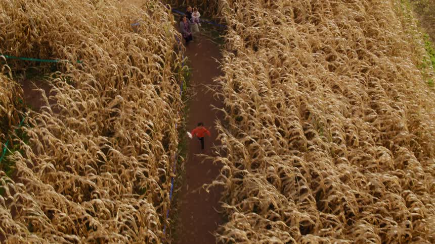 A family is running through a corn maze