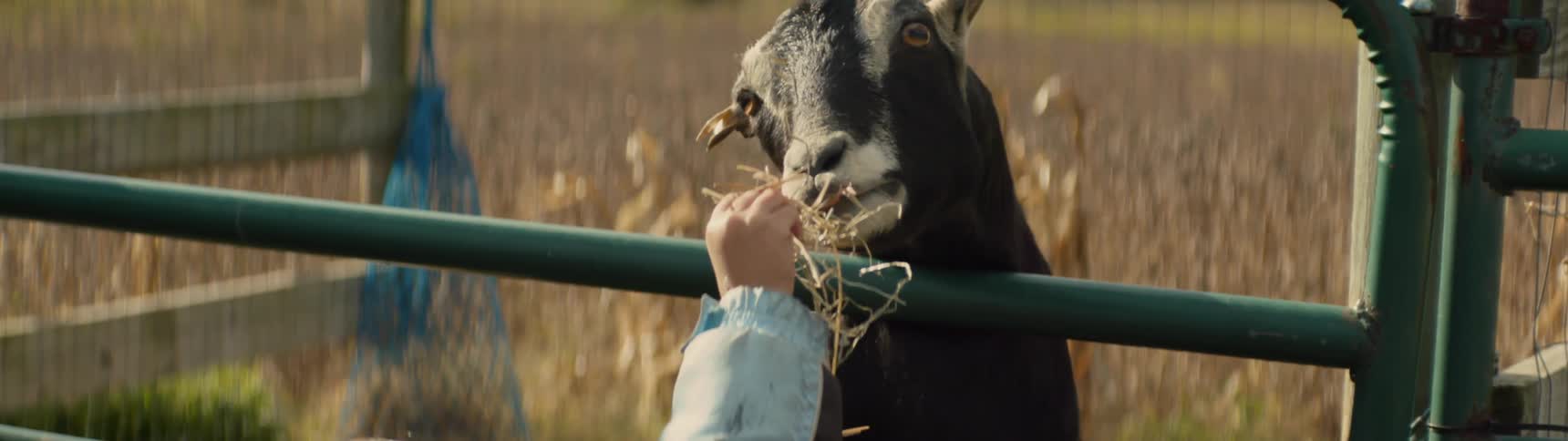 A small child is feeding a goat some hay