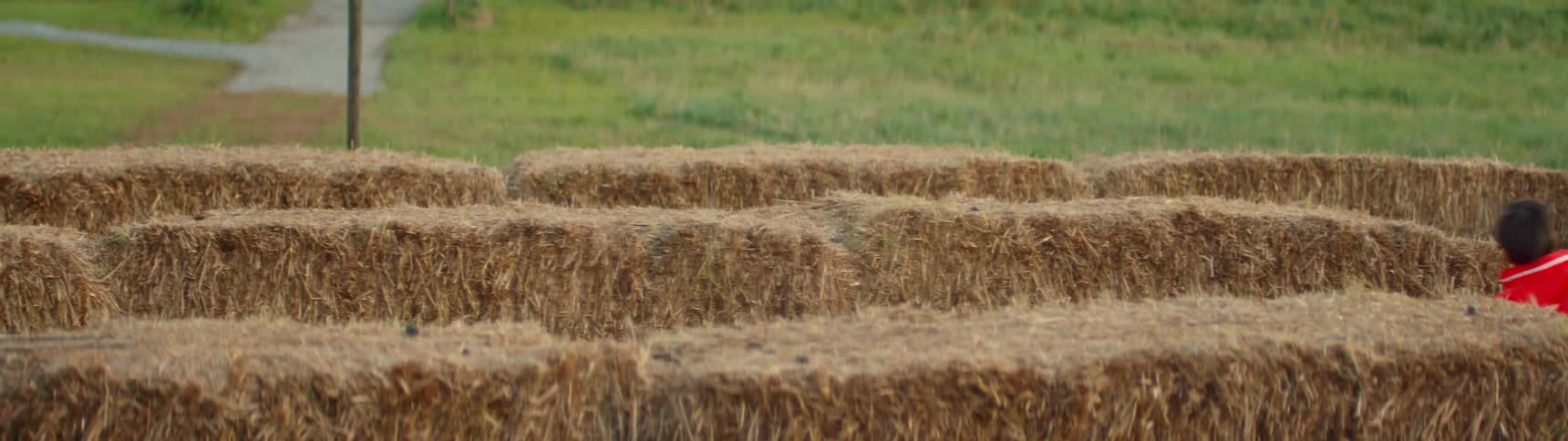 Kids are running around a hay maze