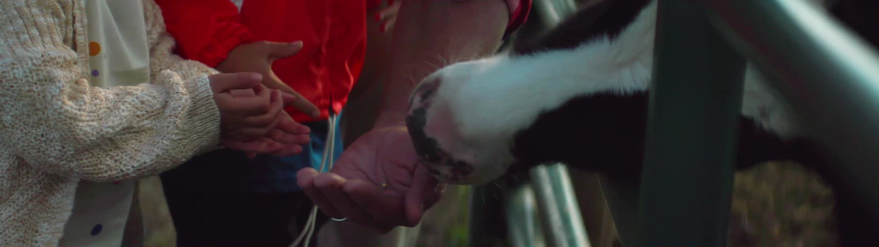 Animal eats out of a person's hand