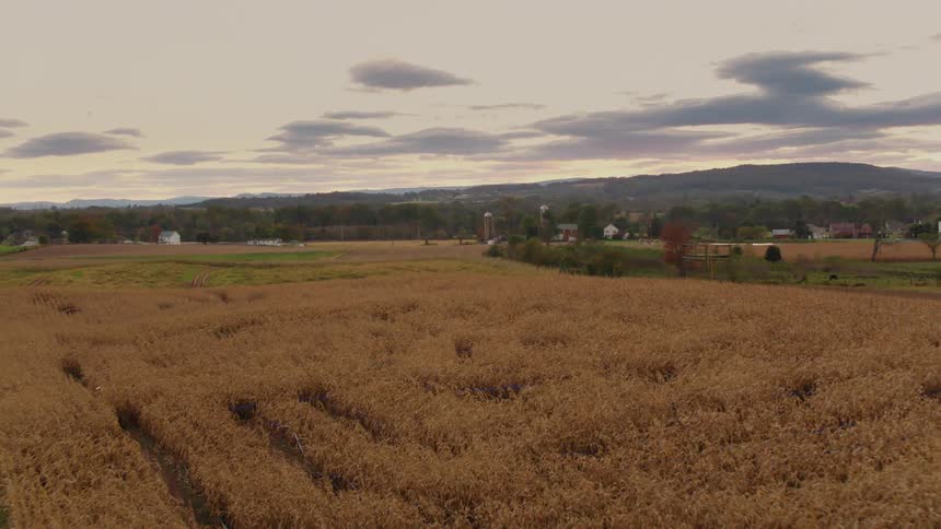 Drone flies over a corn maze on a farm