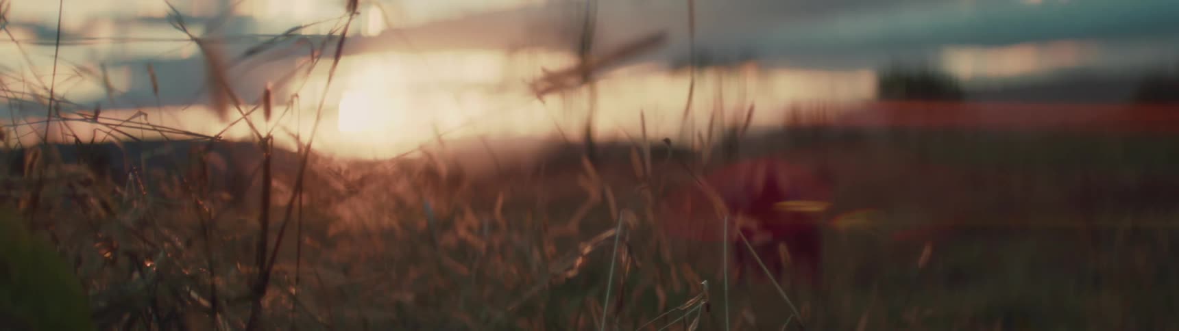 Close up of weeds growing in a field at sunset