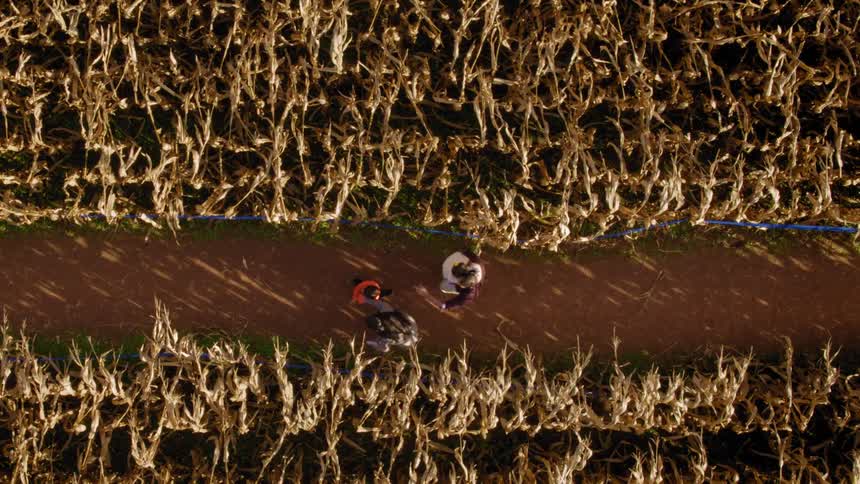 A family walks through a corn maze