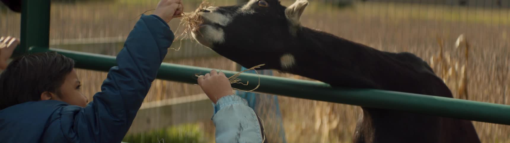 Kids feed hay to a goat on a farm