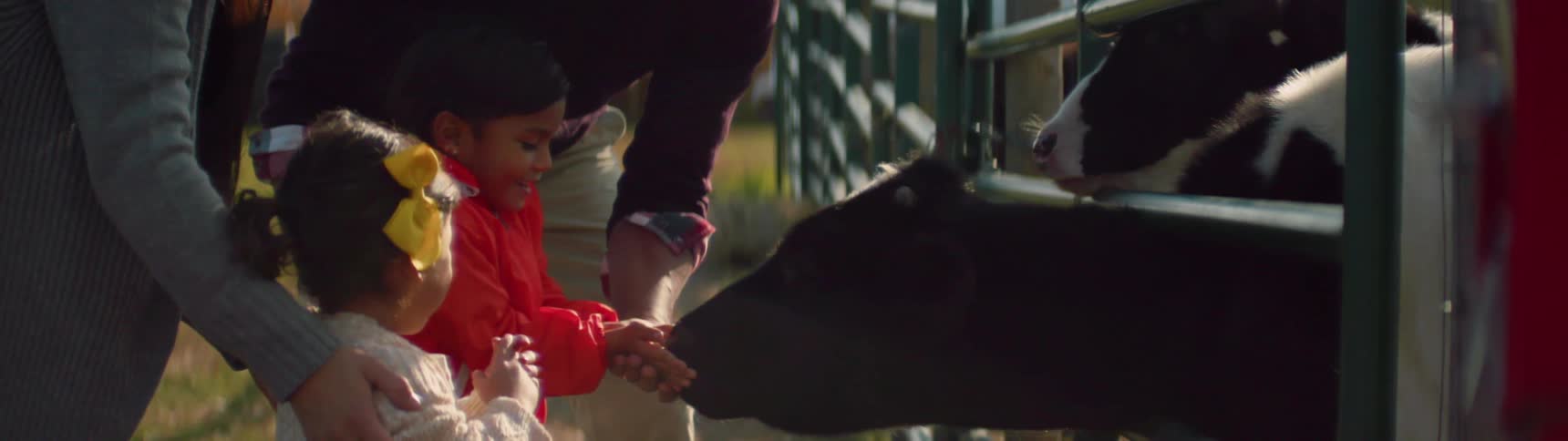A girl feeds cows on a farm