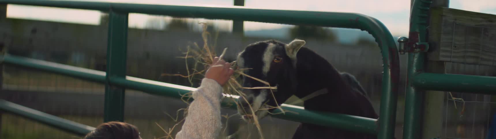 A girl feeds hay to a goat on a farm