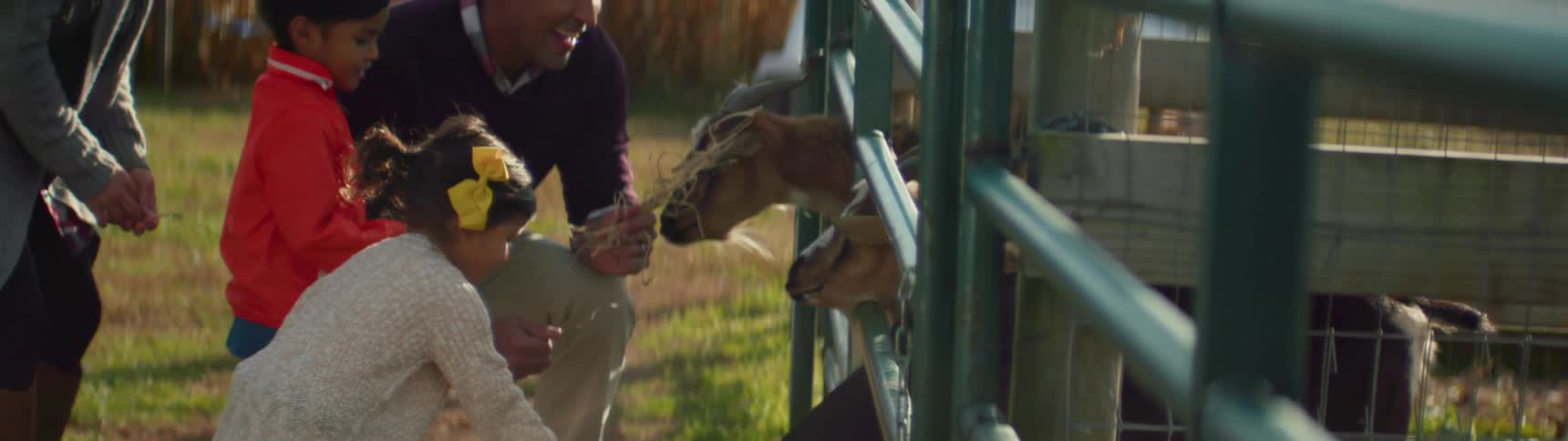 Children with their dad feed hay to goats in pens