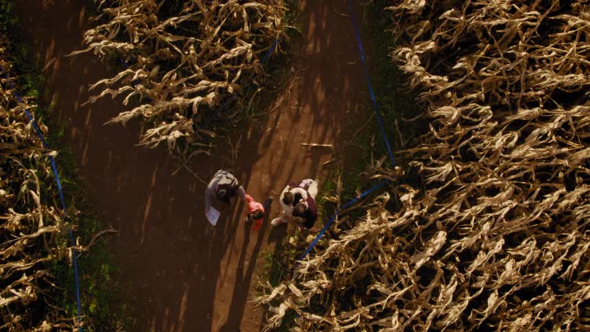 A family walking through a corn maze