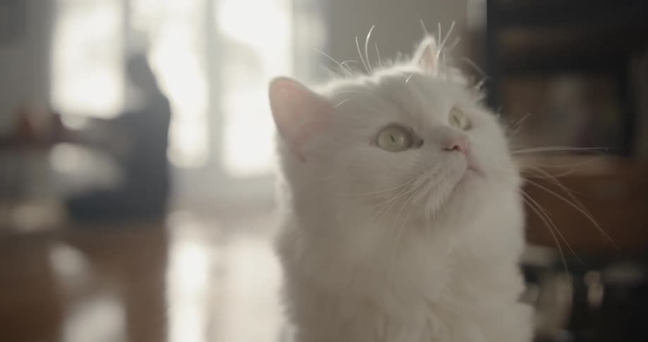 A white cat is looking at something