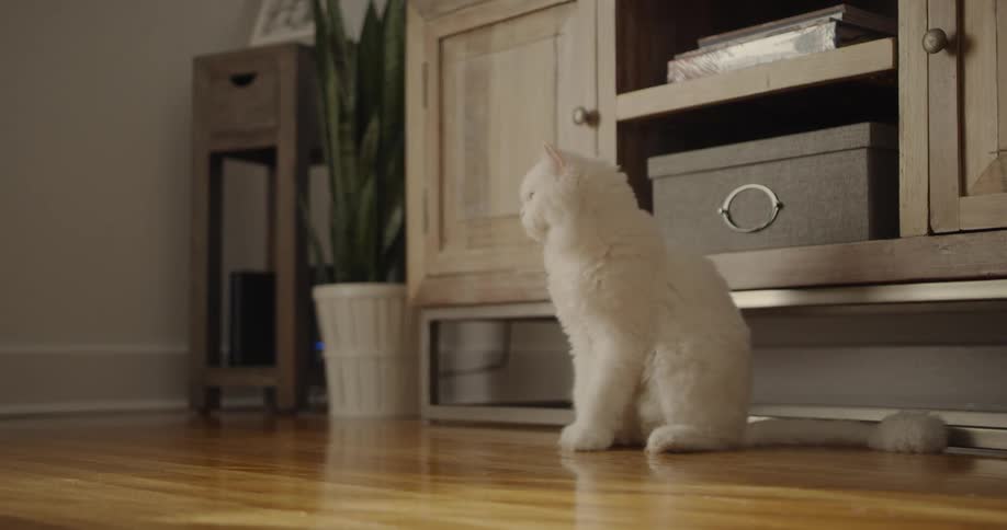 A cat is sitting on the ground in a home and then walking away during daylight