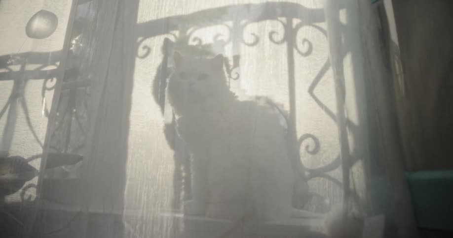 A cat looks through a window at sunset